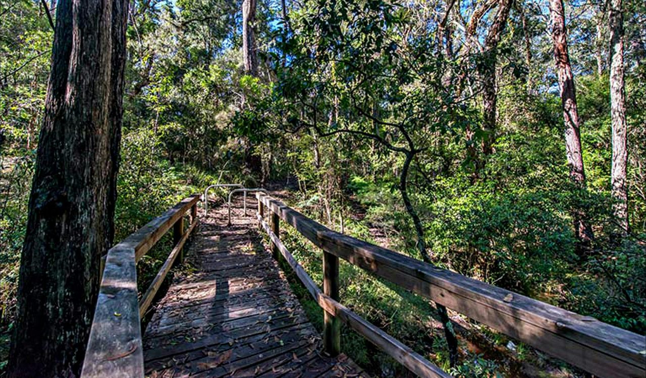 Dawson River walking track, Brimbin Nature Reserve. Photo: John Spencer