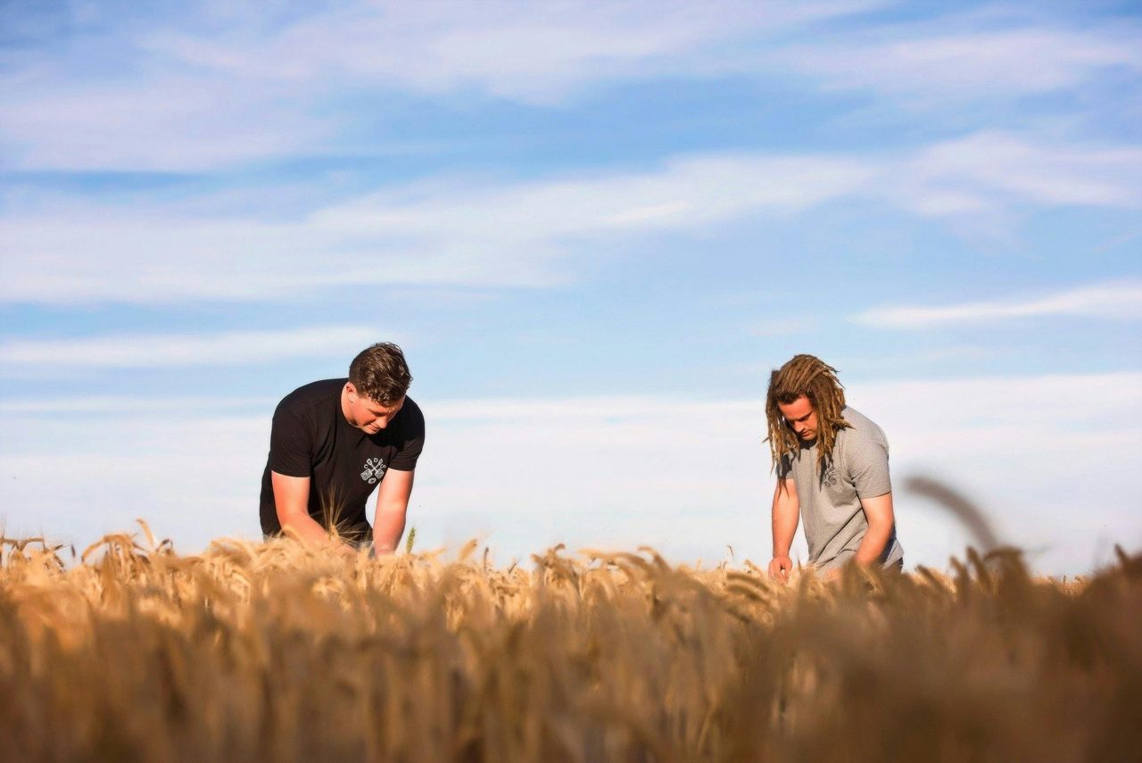 Barley Selection
