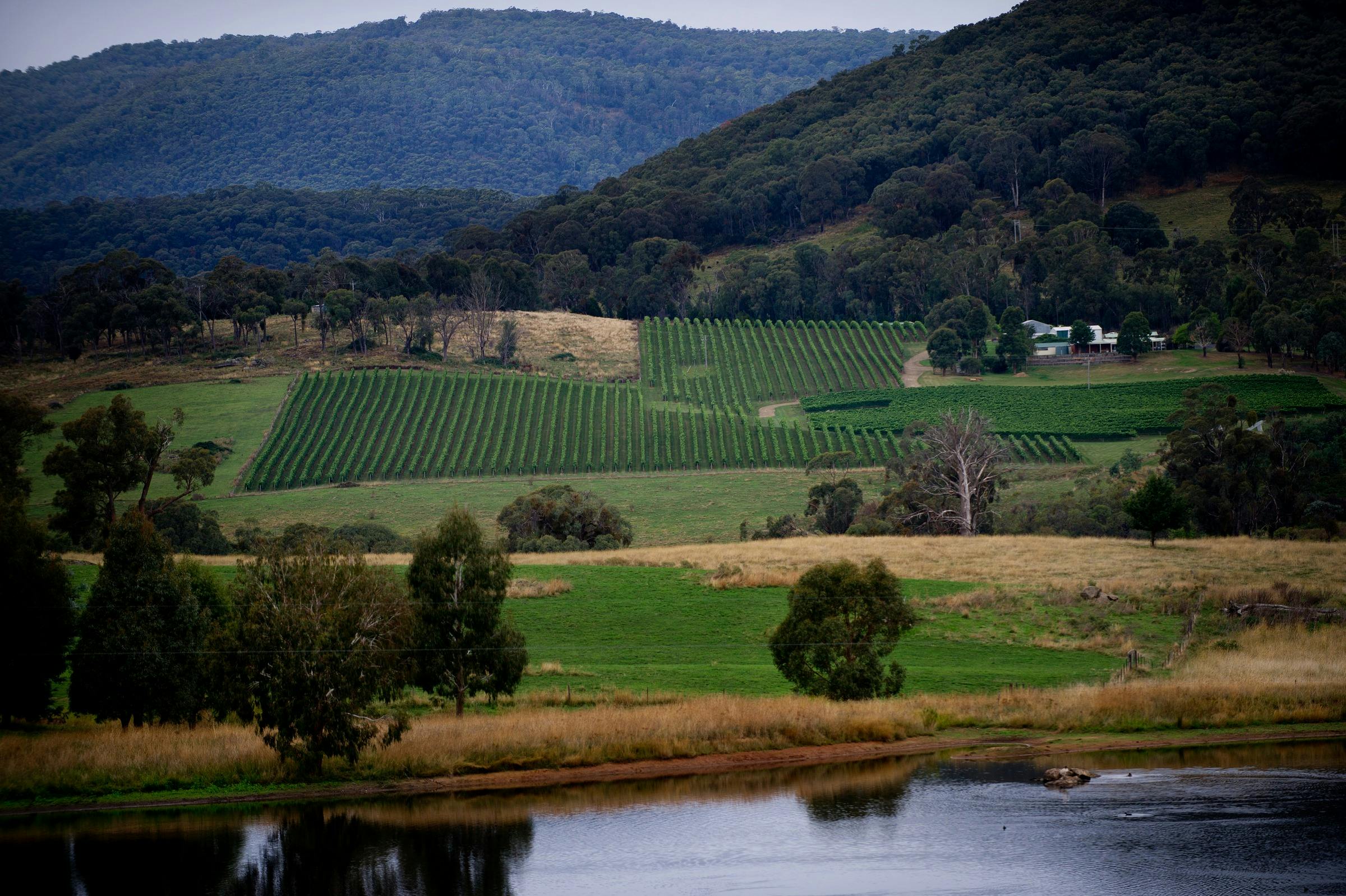 Vineyard - Tumbarumba