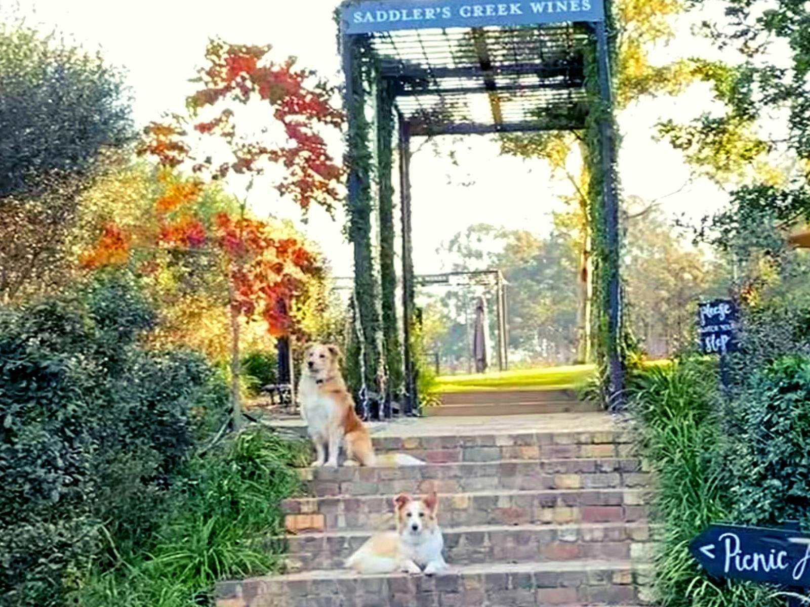 Saddler's Creek Wines are dog friendly with a beautiful picnic area to relax in