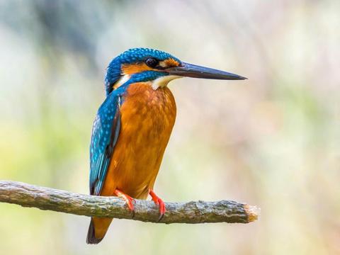 Boyters Lane Bird Hide Walk