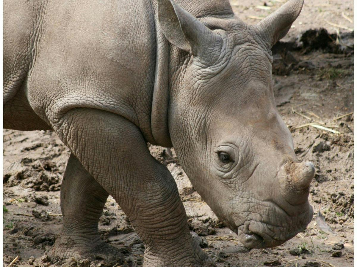 One of the residents of Dubbo zoo