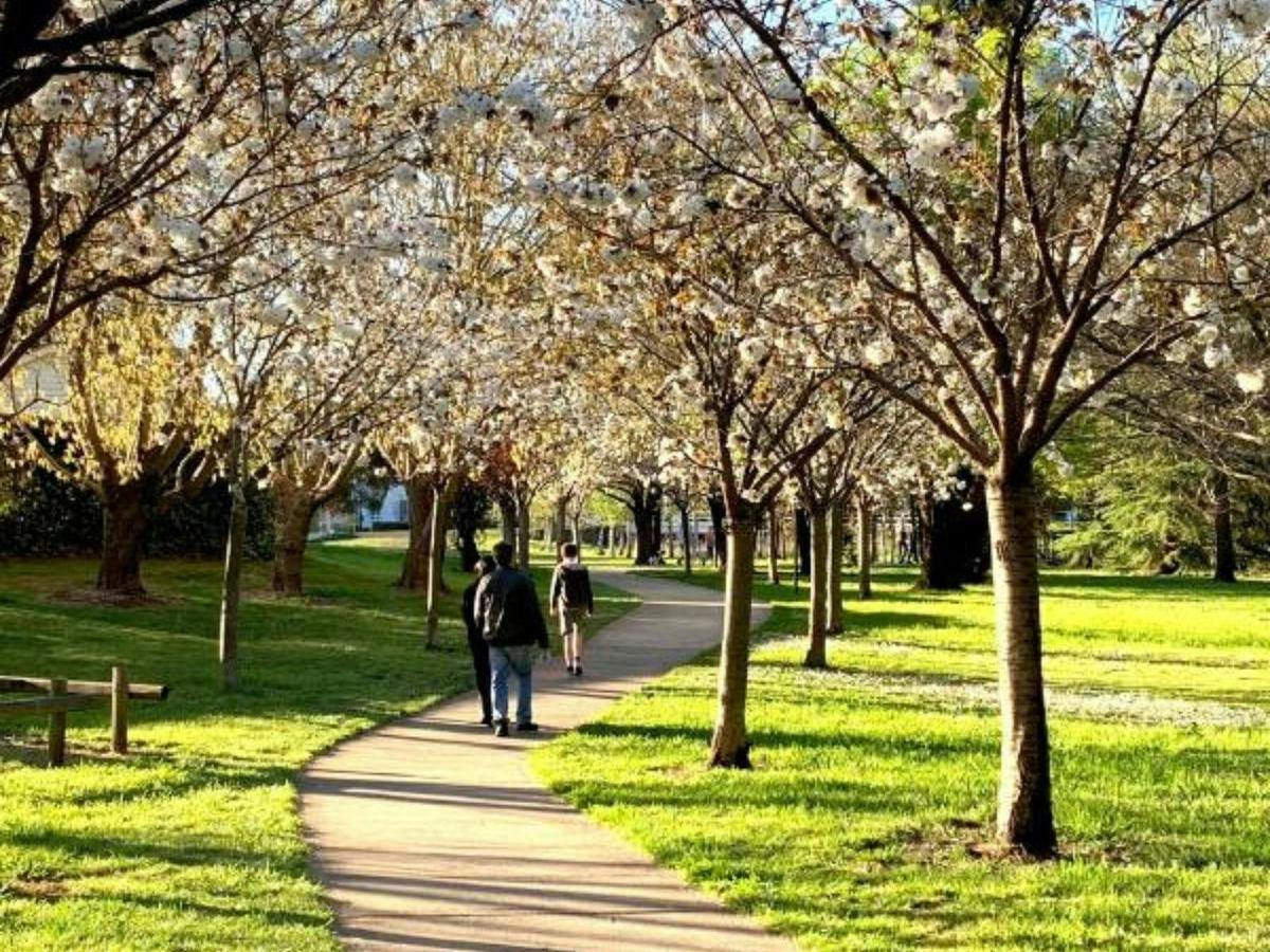 Cherry Tree Walk 2