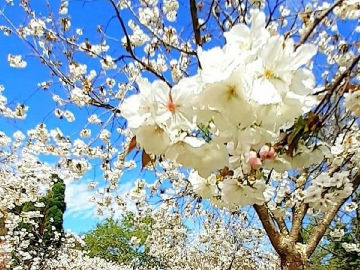 Cherry Tree Walk 3