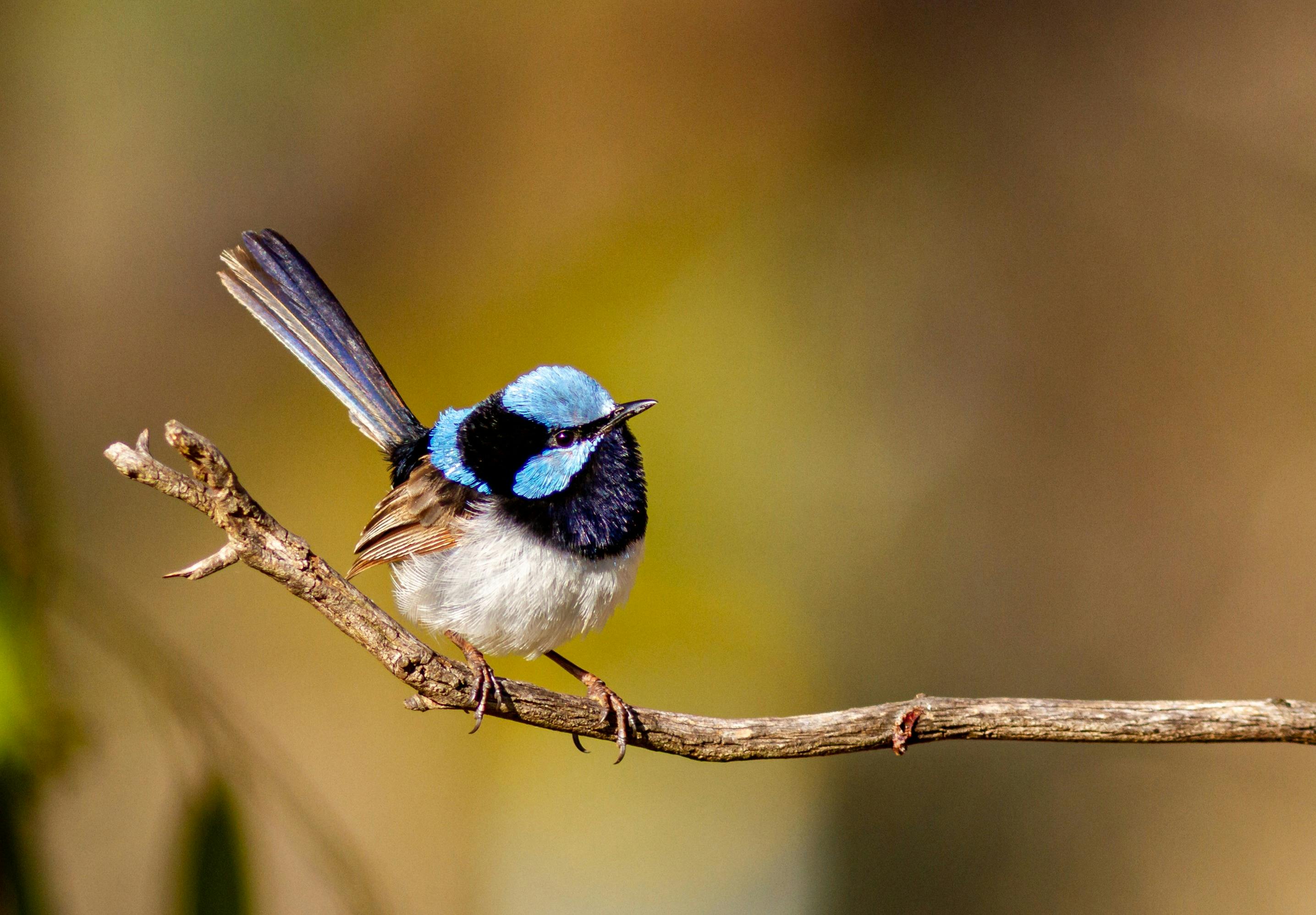 Superb Fairy Wren