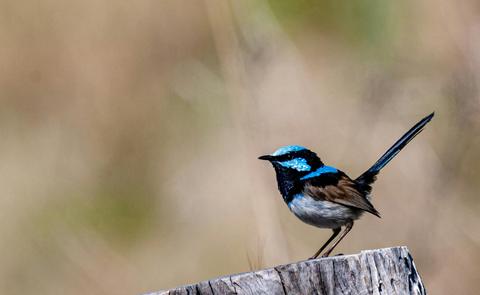 Superb Fairy Wren in Boundary Road Reserve