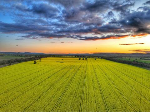 Canowindra Canola