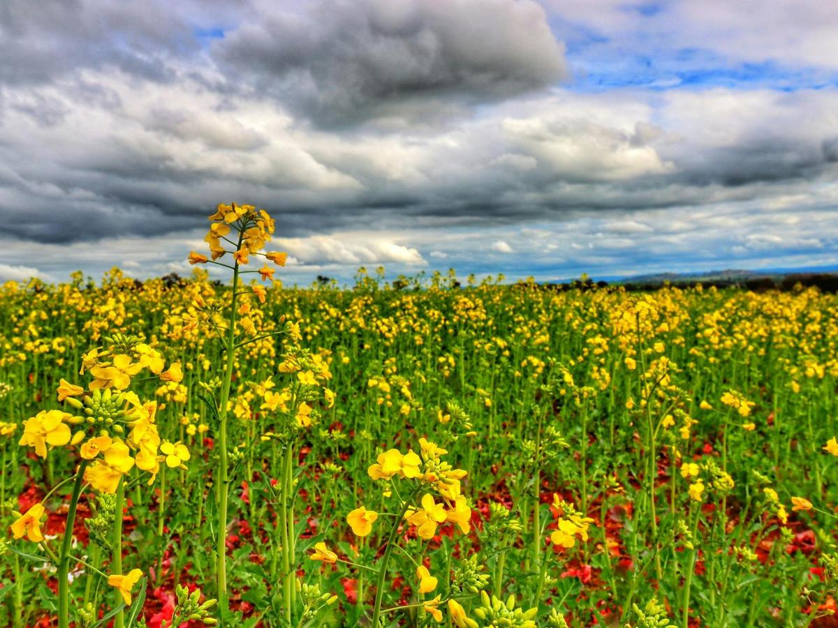 Cowra Self Drive Canola Trail
