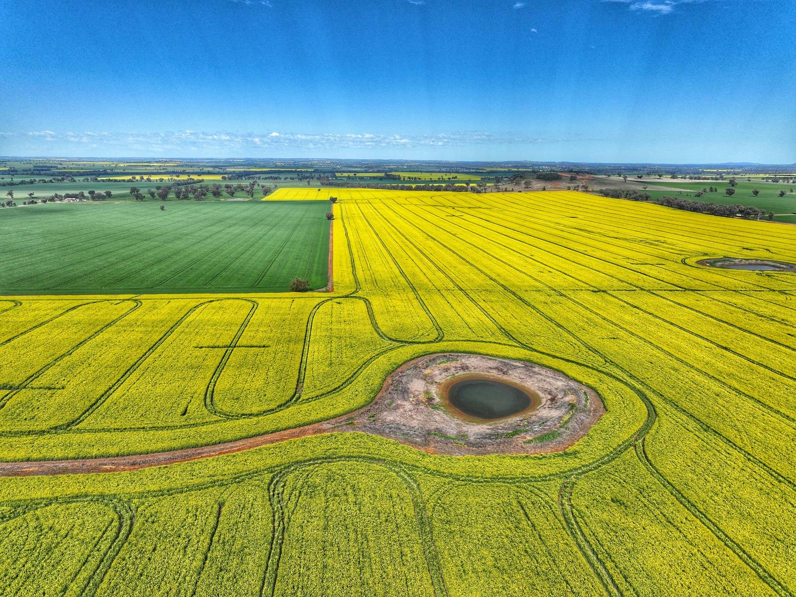 Cowra Self Drive Canola Trail