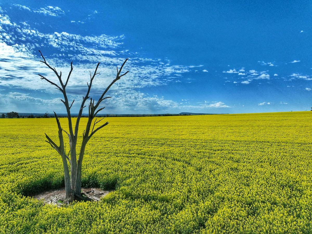 Cowra Self Drive Canola Trail