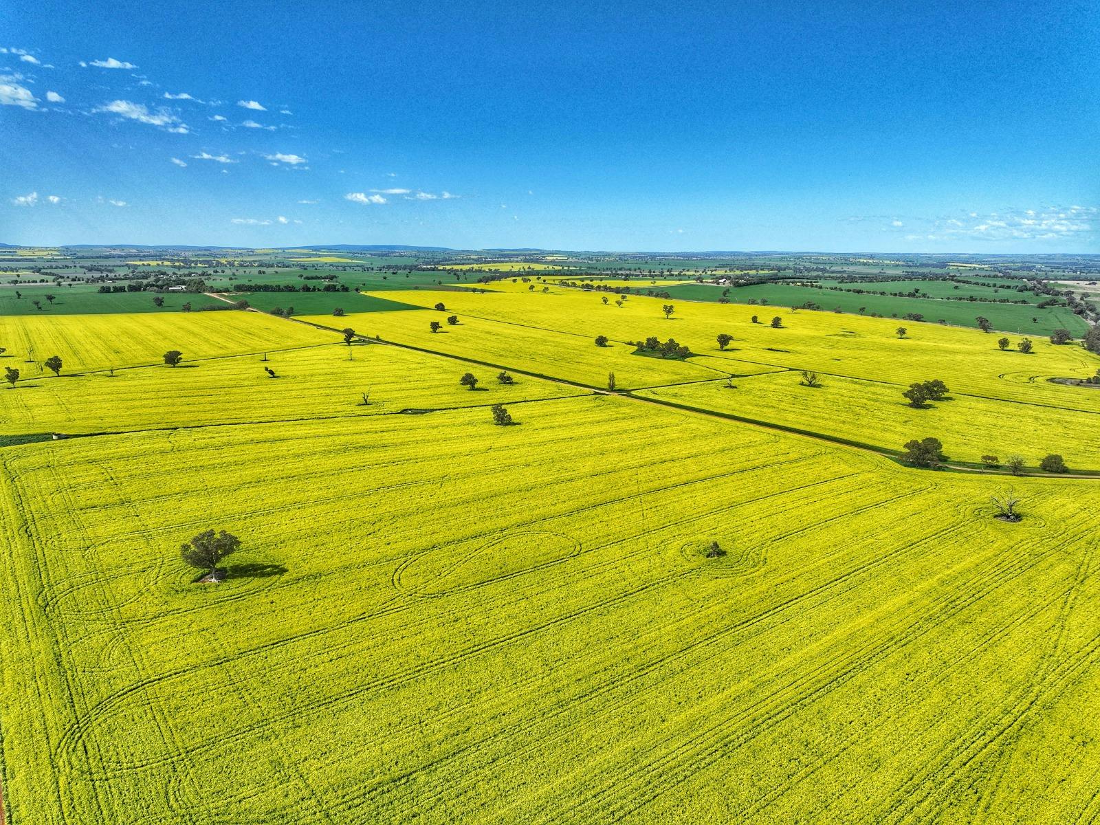 Cowra Self Drive Canola Trail