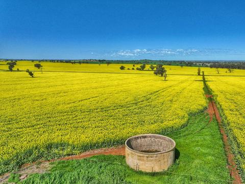 Cowra Self Drive Canola Trail