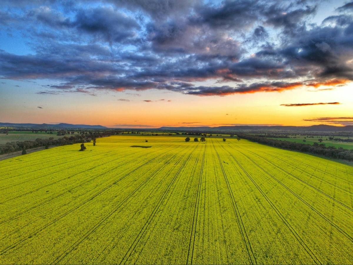 Cowra Self Drive Canola Trail