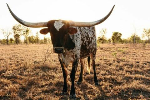 Clermont to Charters Towers