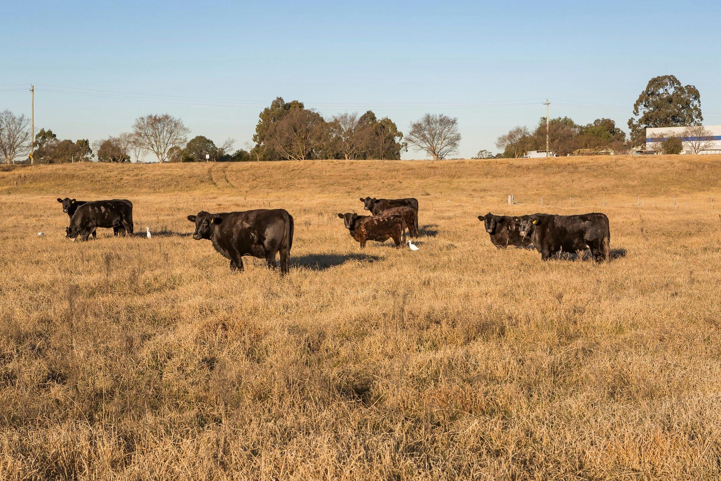 Miss Llewella Davies Pioneer Walkway