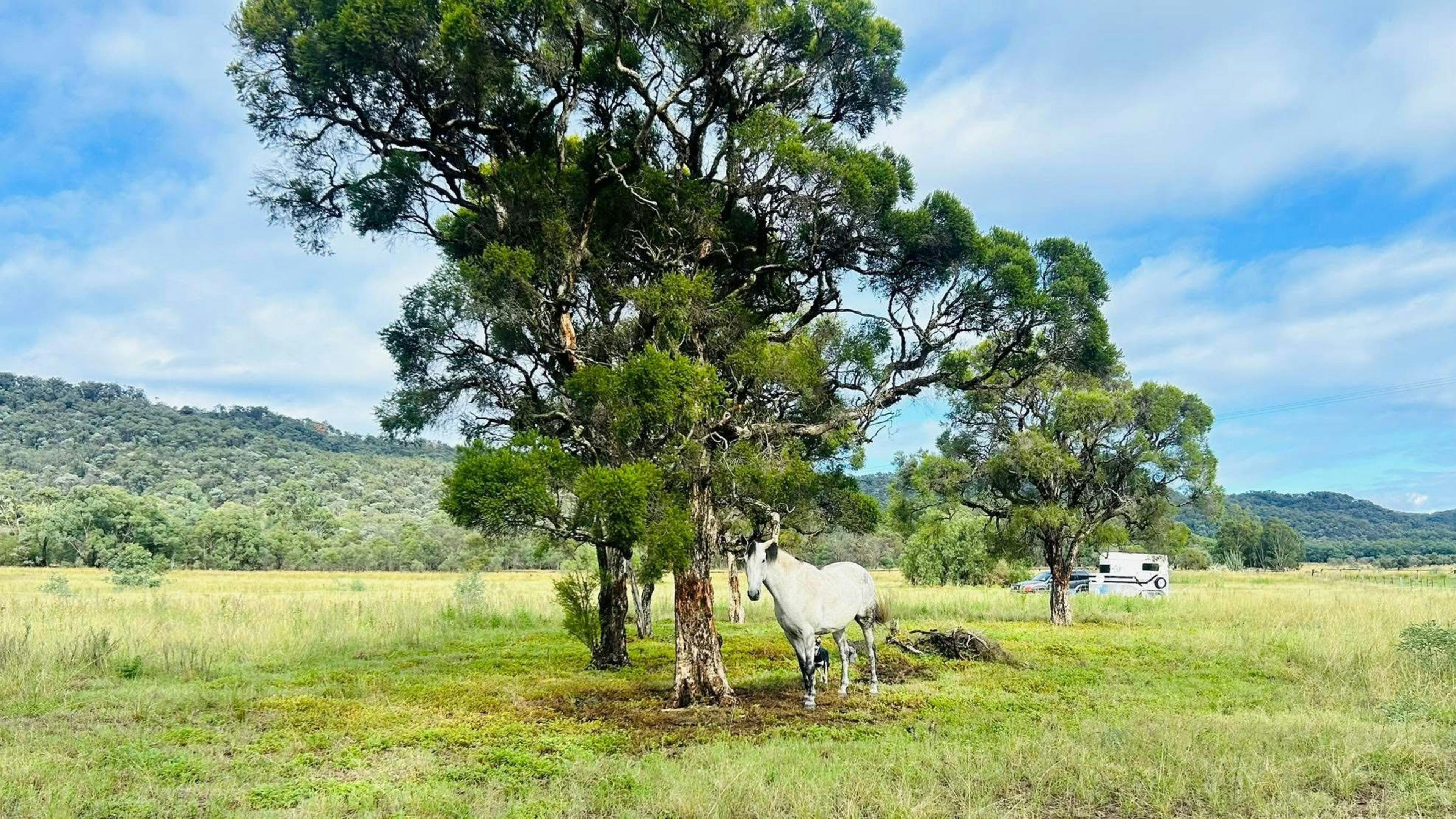 111 Yarraman Farmstead