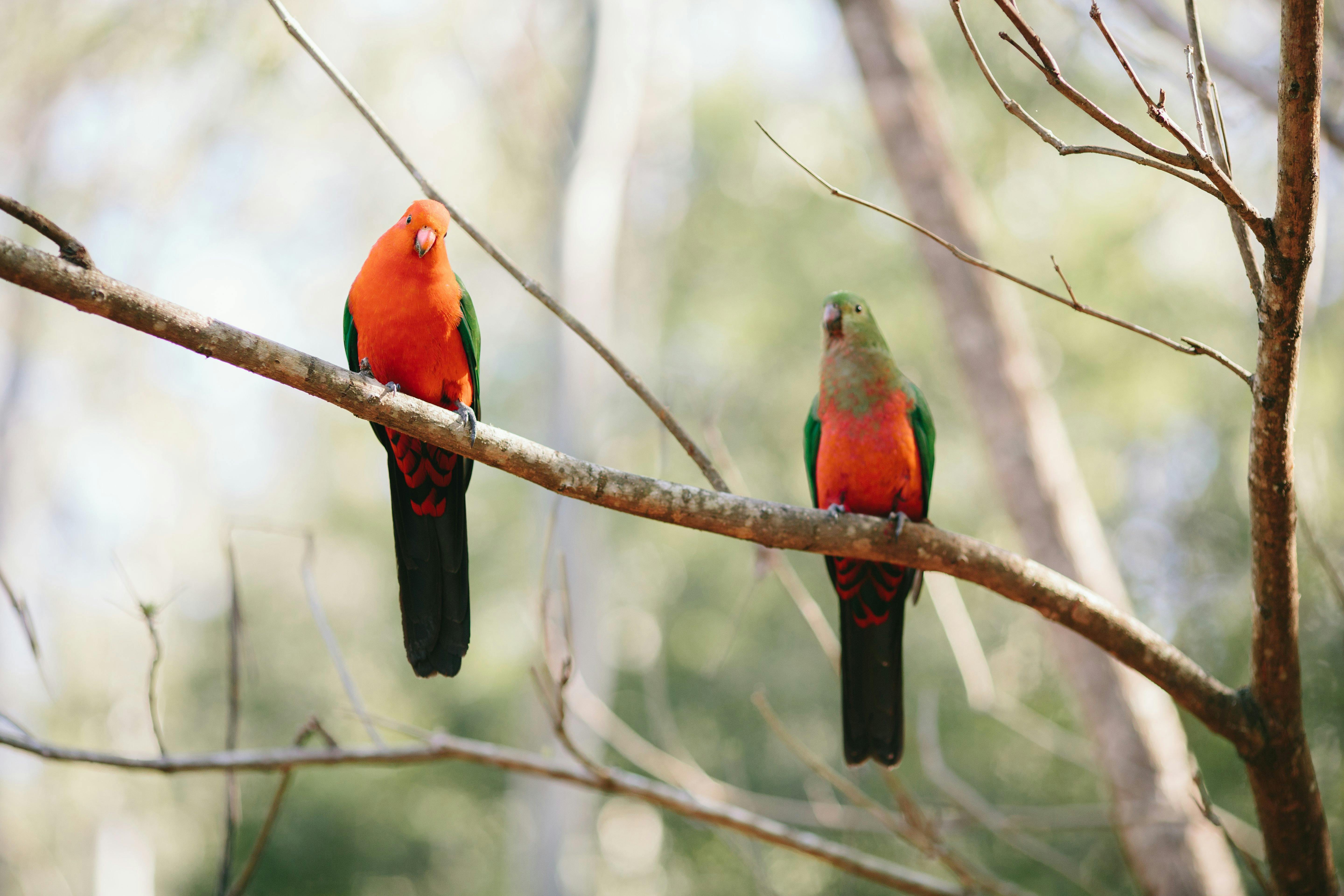 King parrots - daily visitors