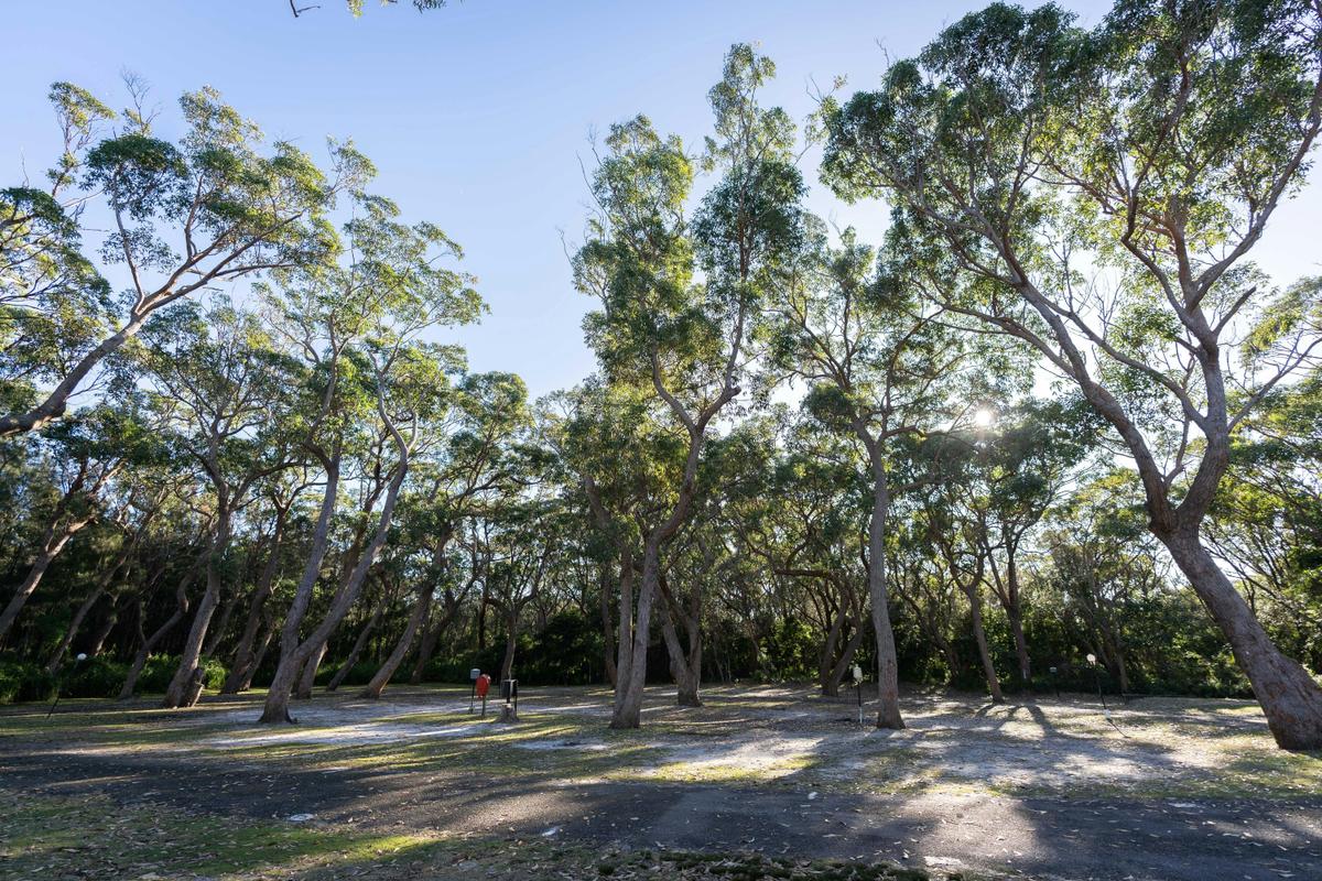 Powered Site | Tasman Holiday Parks - Racecourse Beach