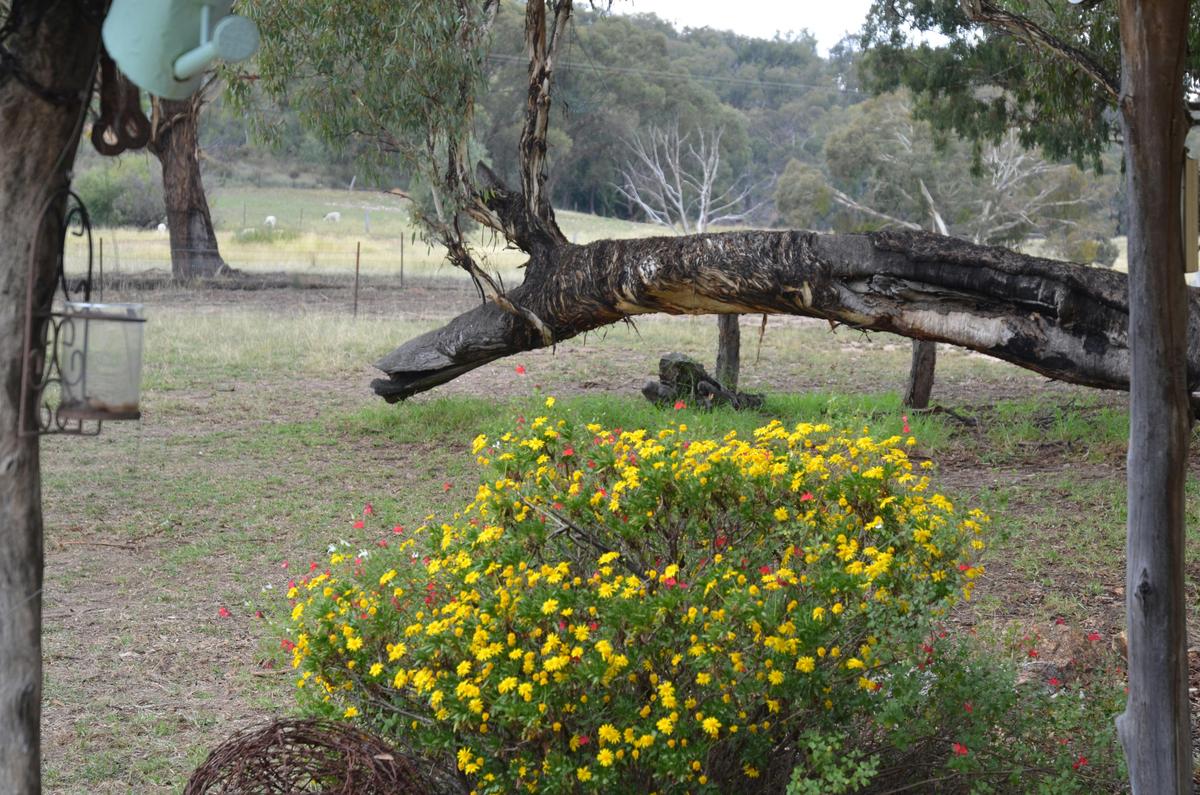 Surrounded by big Yellow Box Trees