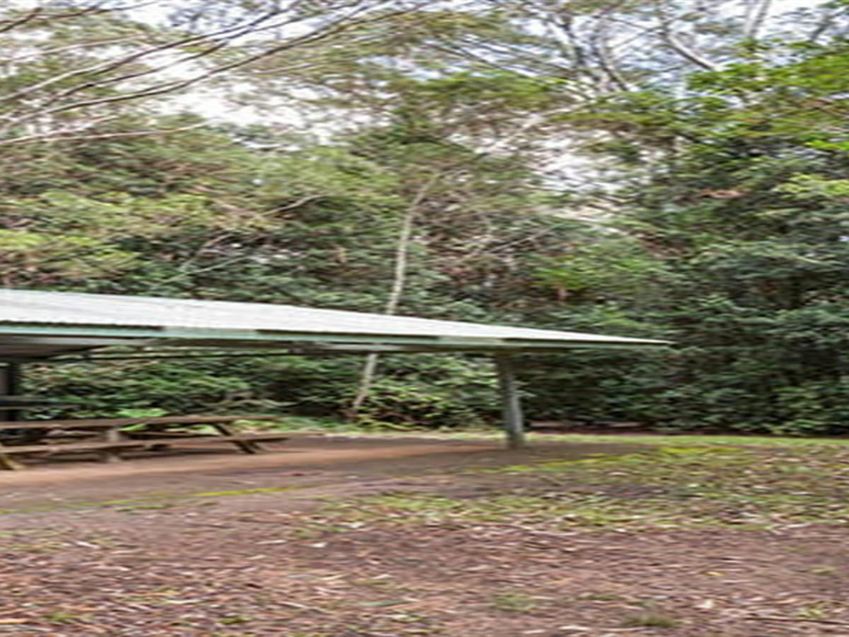 Bellbird campground with picnic shelter in Washpool National Park. Photo: Robert Cleary &copy; DPIE