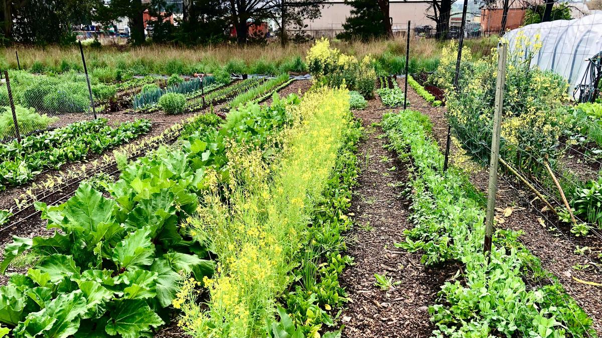 3 Veg Farm Bathurst
