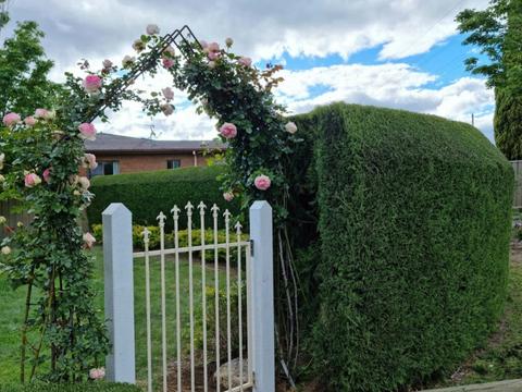 Behind The Hedge