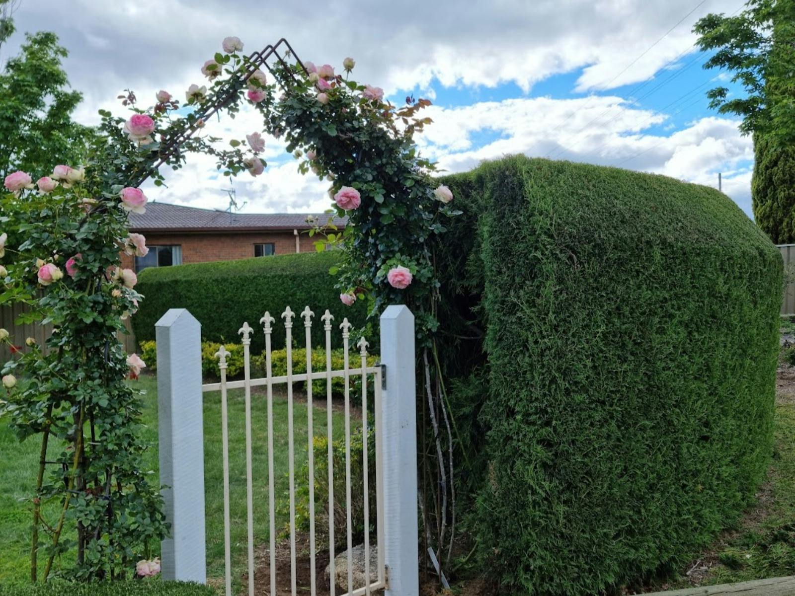 Behind the Hedge front garden