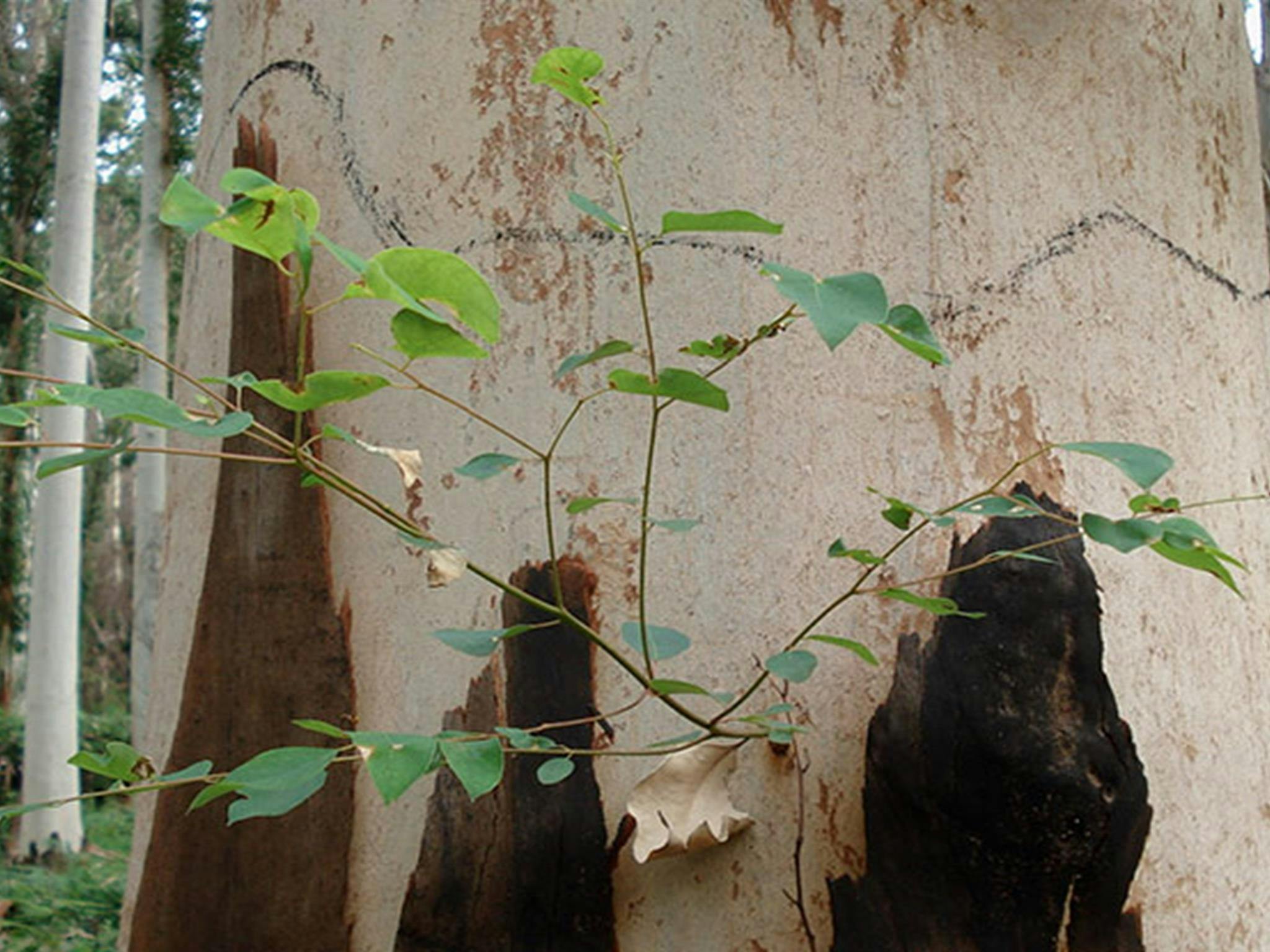 Acacia Flat campground, Blue Mountains National Park. Photo: A Gliddon/NSW Government
