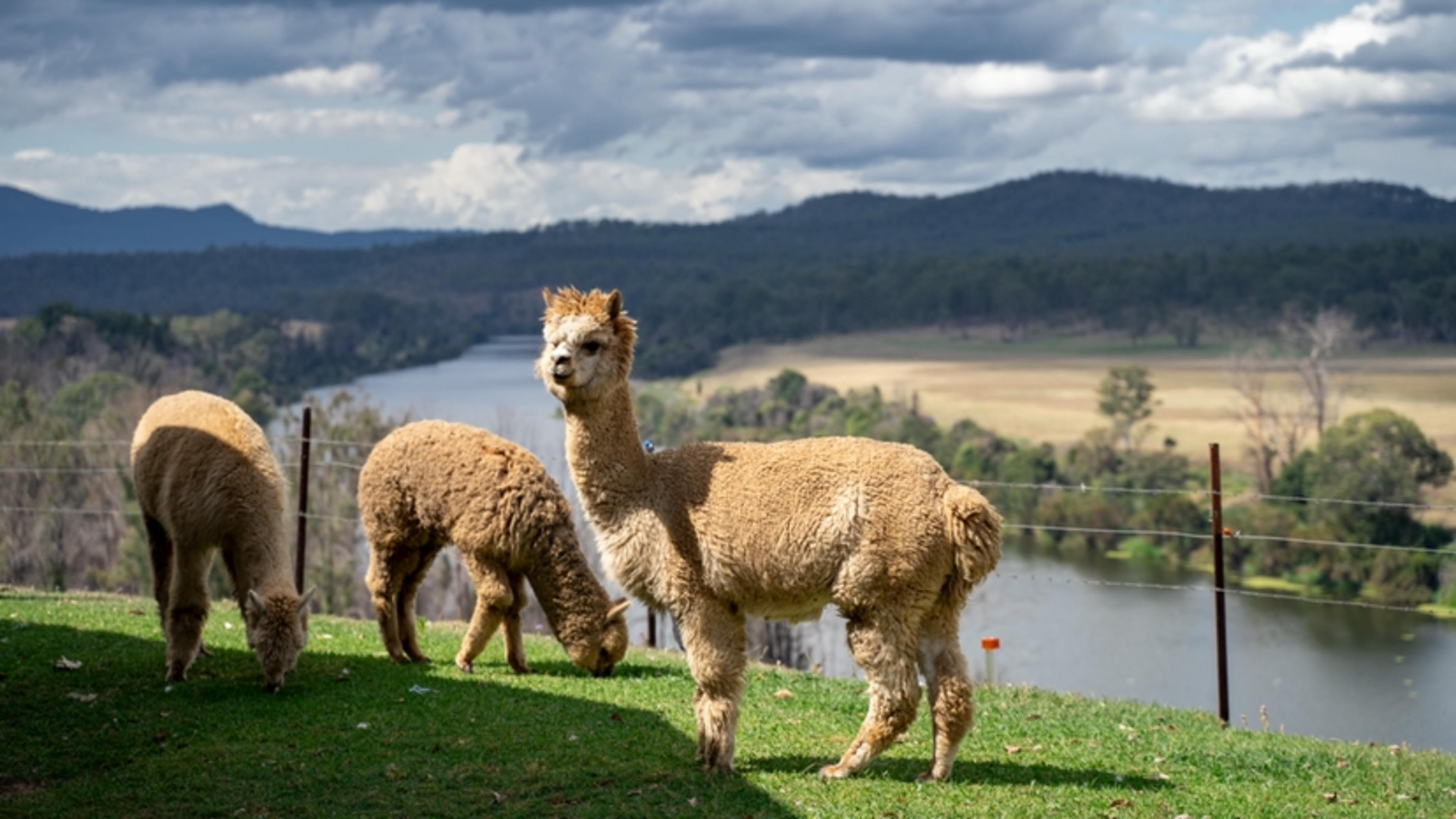 All Up Speckle Park Farm Stay.