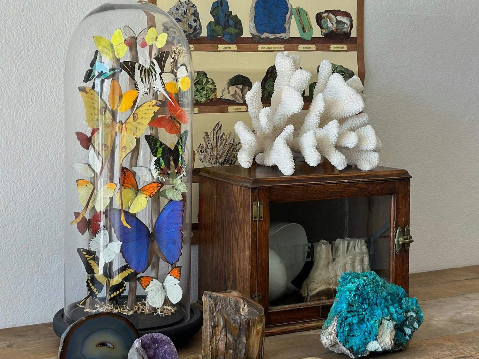 Butterfly domes, gem stones and coral make magical additions to home decor