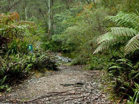 Dasyurus picnic area