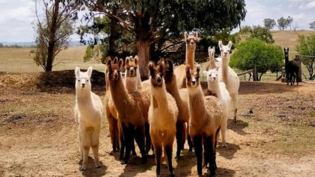 Alpaca Magic
