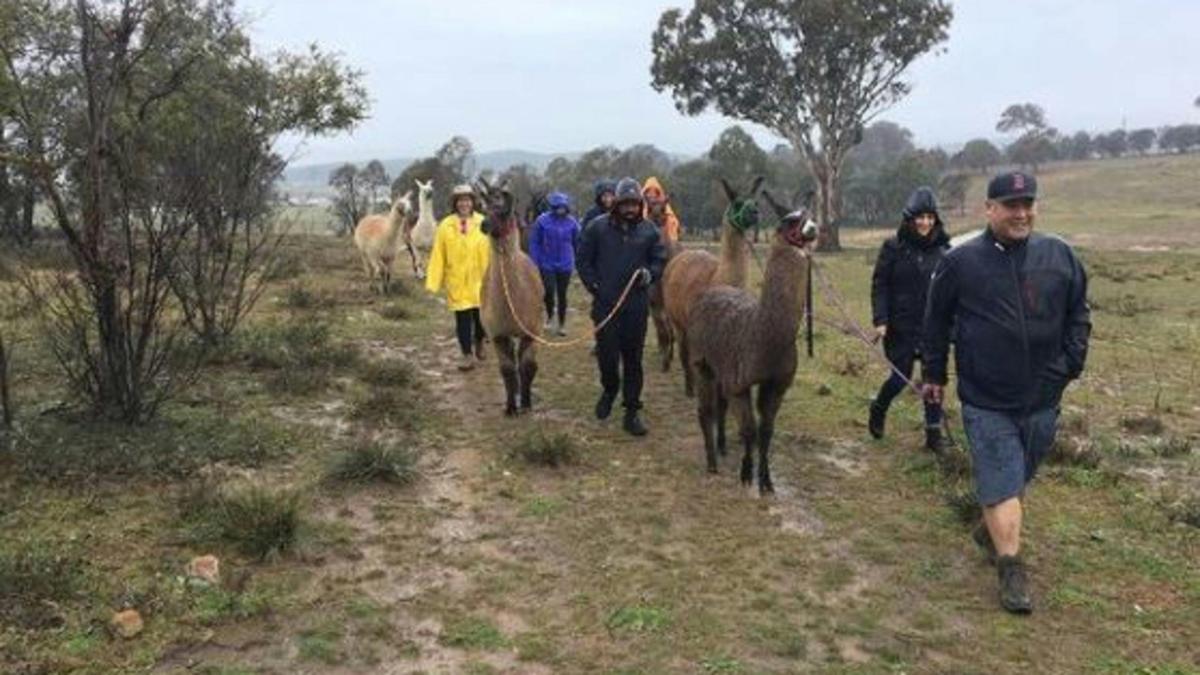 Alpaca Magic