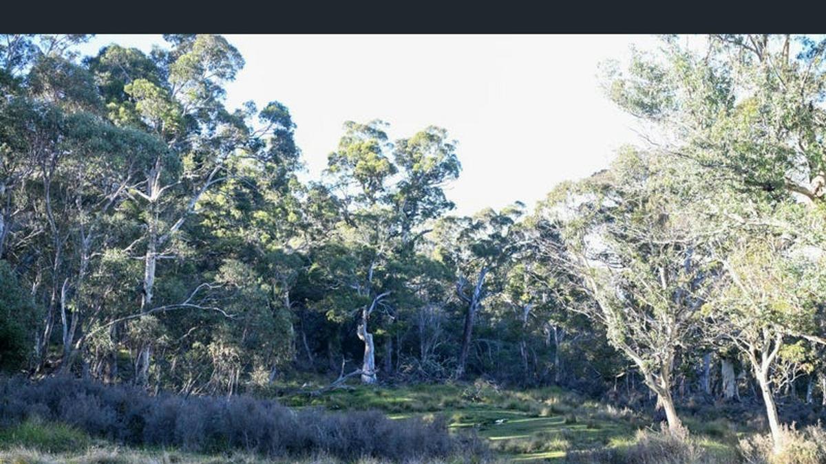 Alpine Bushland Camp