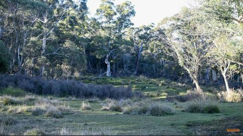 Alpine Bushland Camp