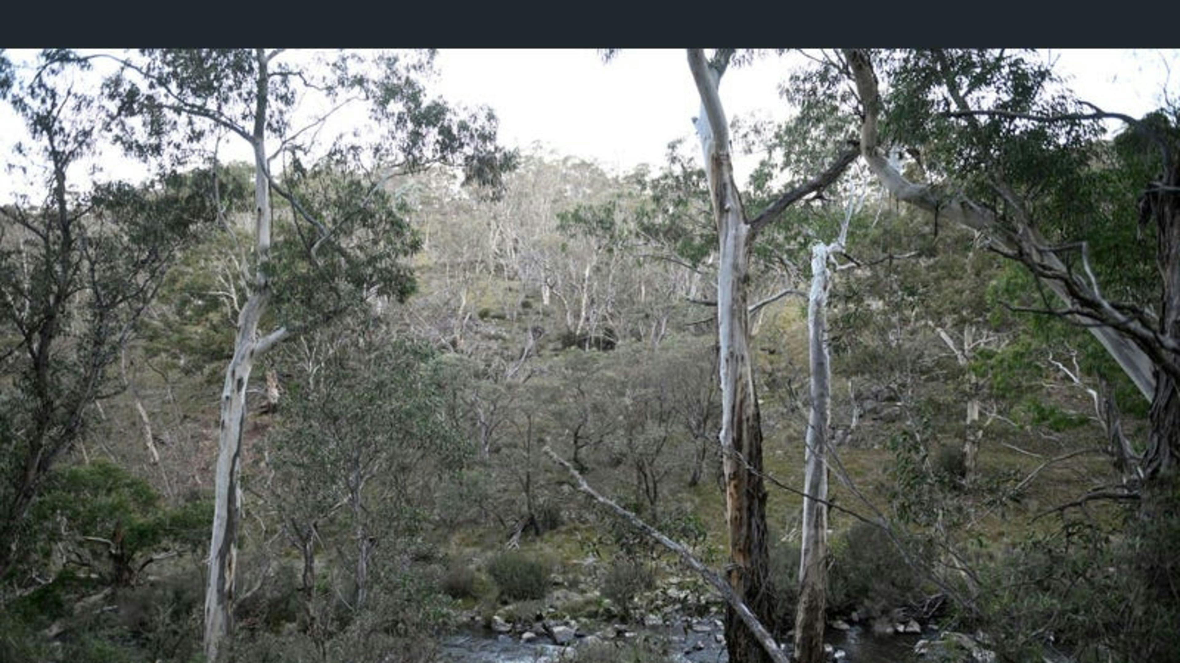 Alpine Bushland Camp