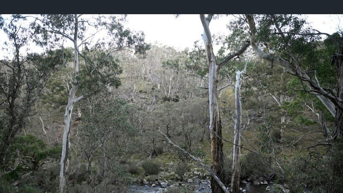 Alpine Bushland Camp