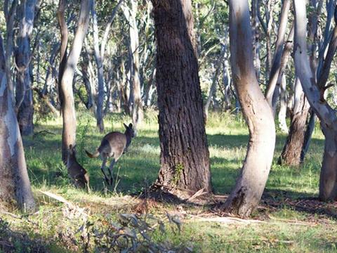 Apsley Falls campground