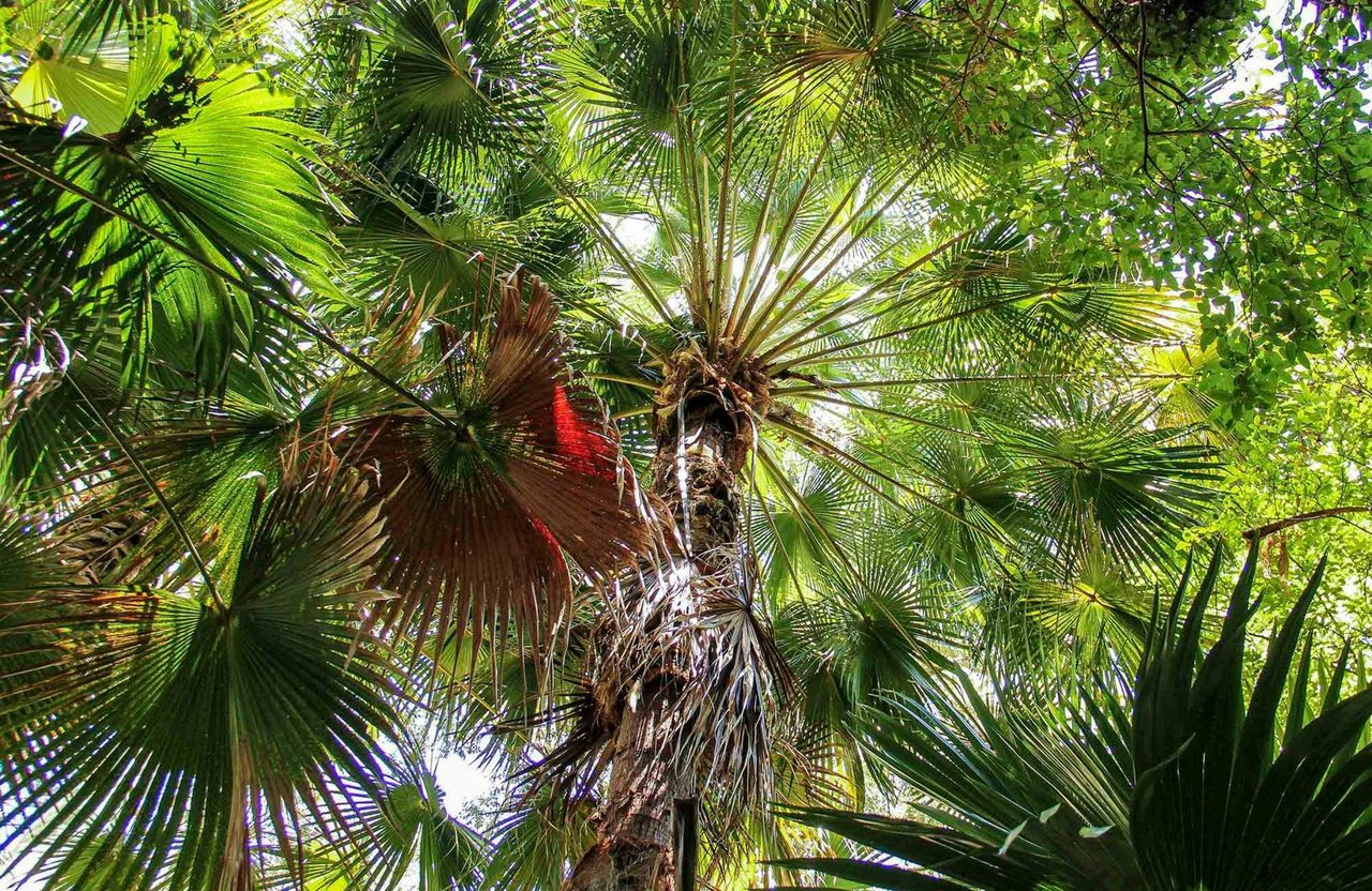 Depot Beach Rainforest walk, Murramarang National Park. Photo: Michael Jarman
