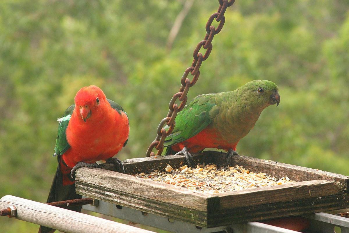 Banjos Bushland Retreat