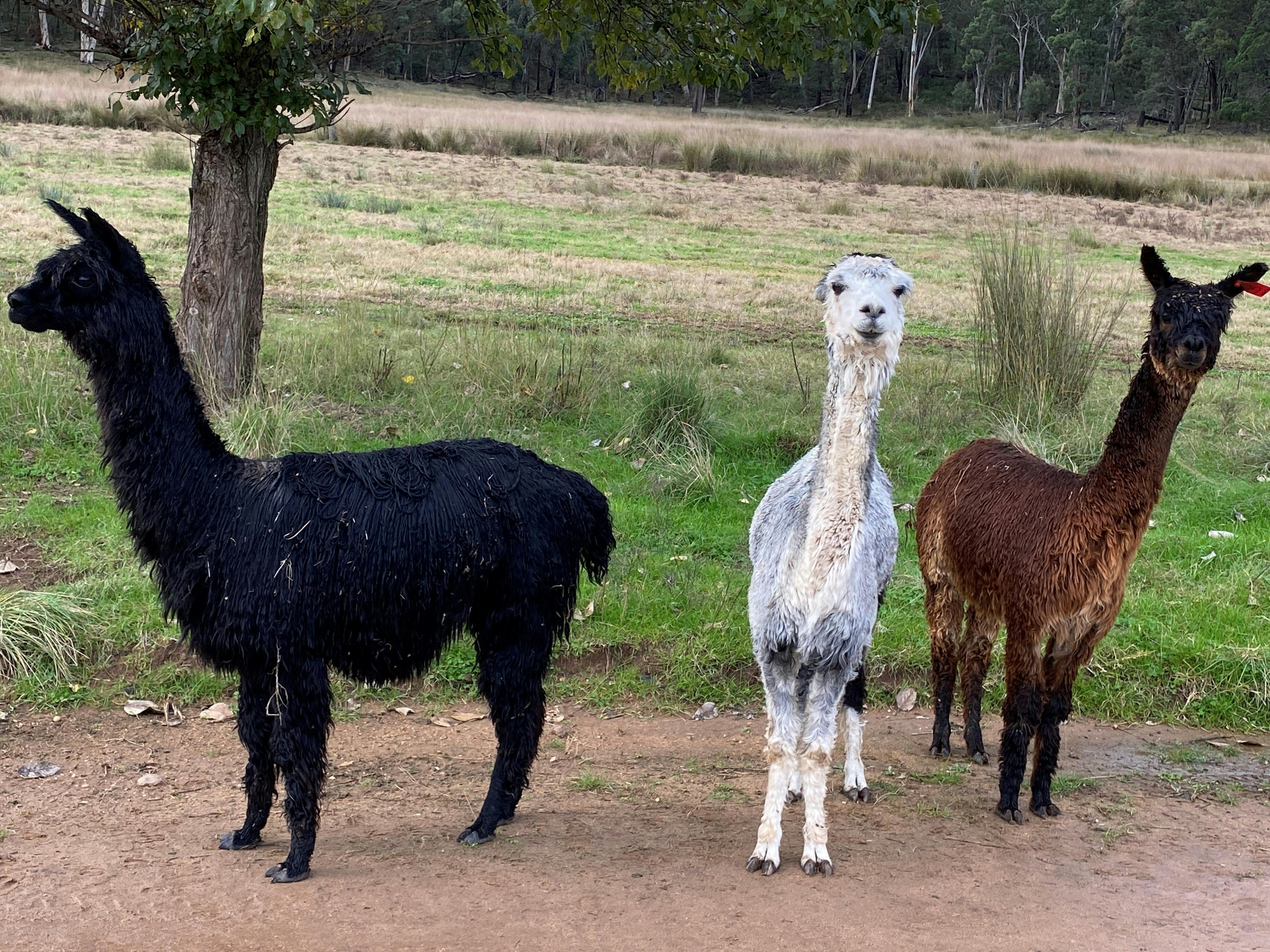 Alpaca
