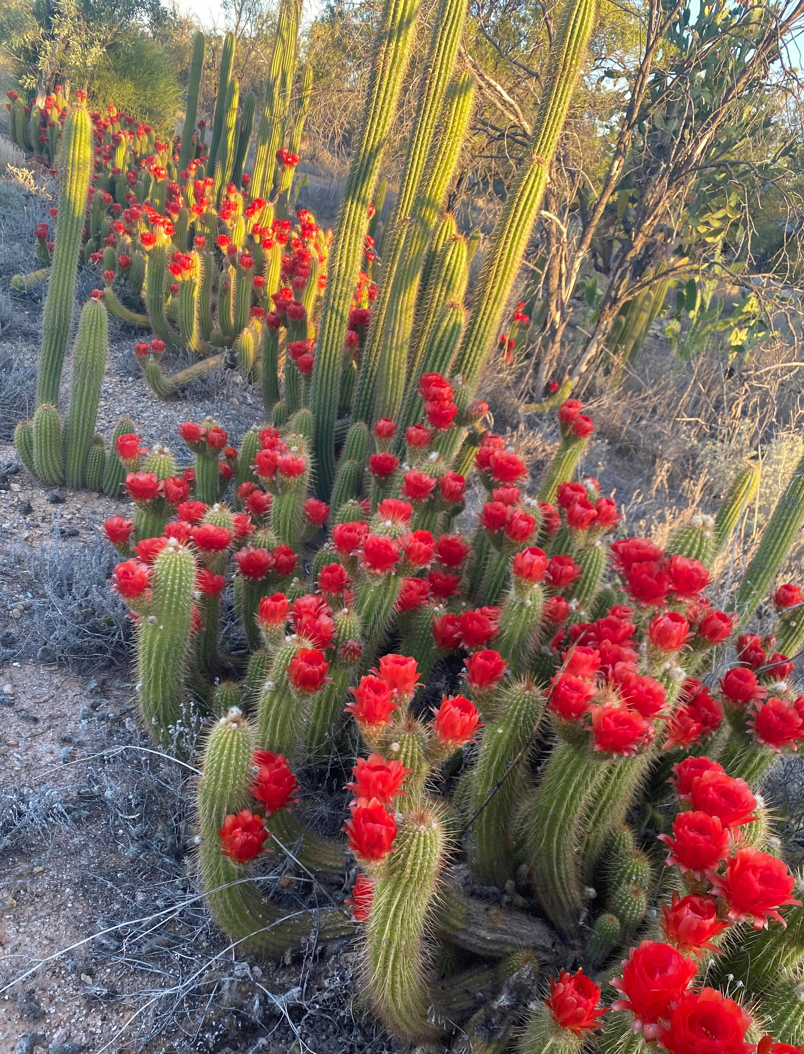 desert colour
