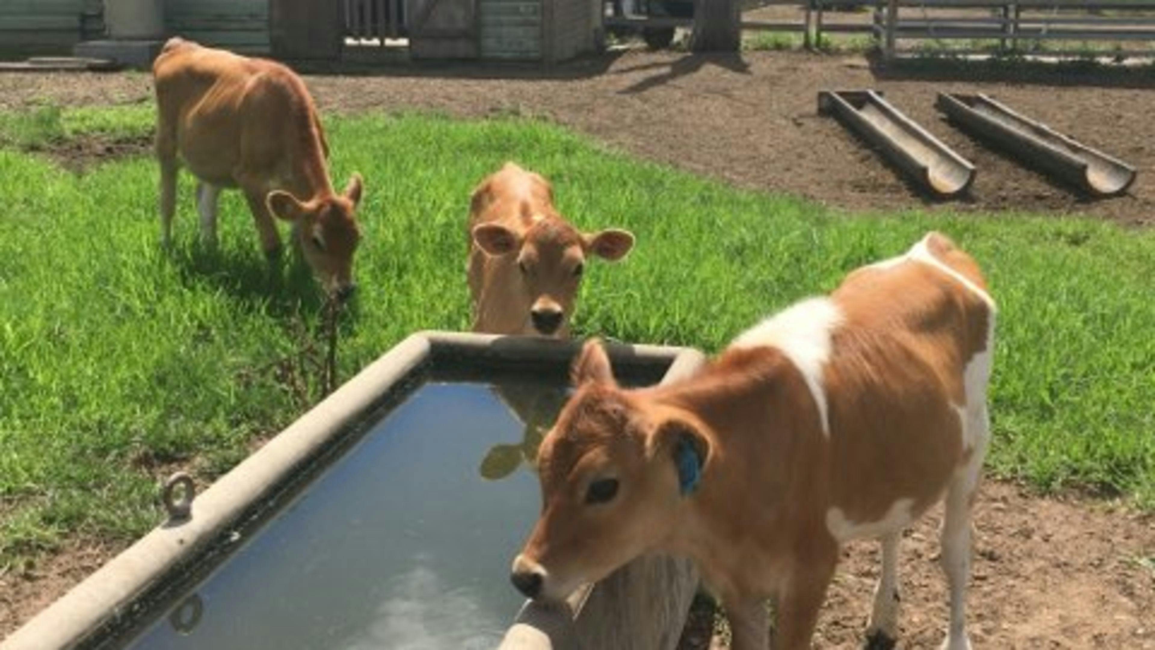 Ayr Farm Riverside Camp