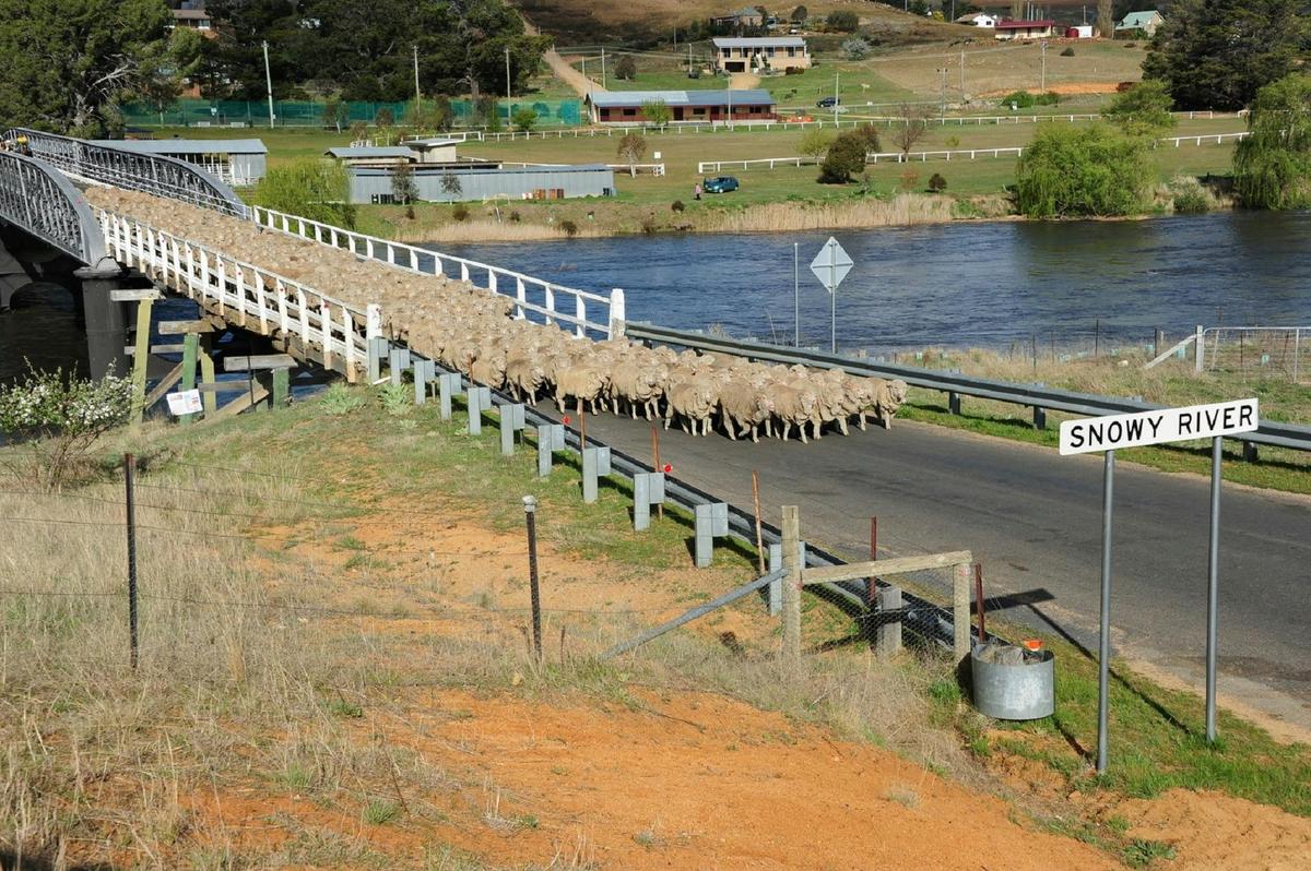 Sheep on the Buckleys Crossing Bridge