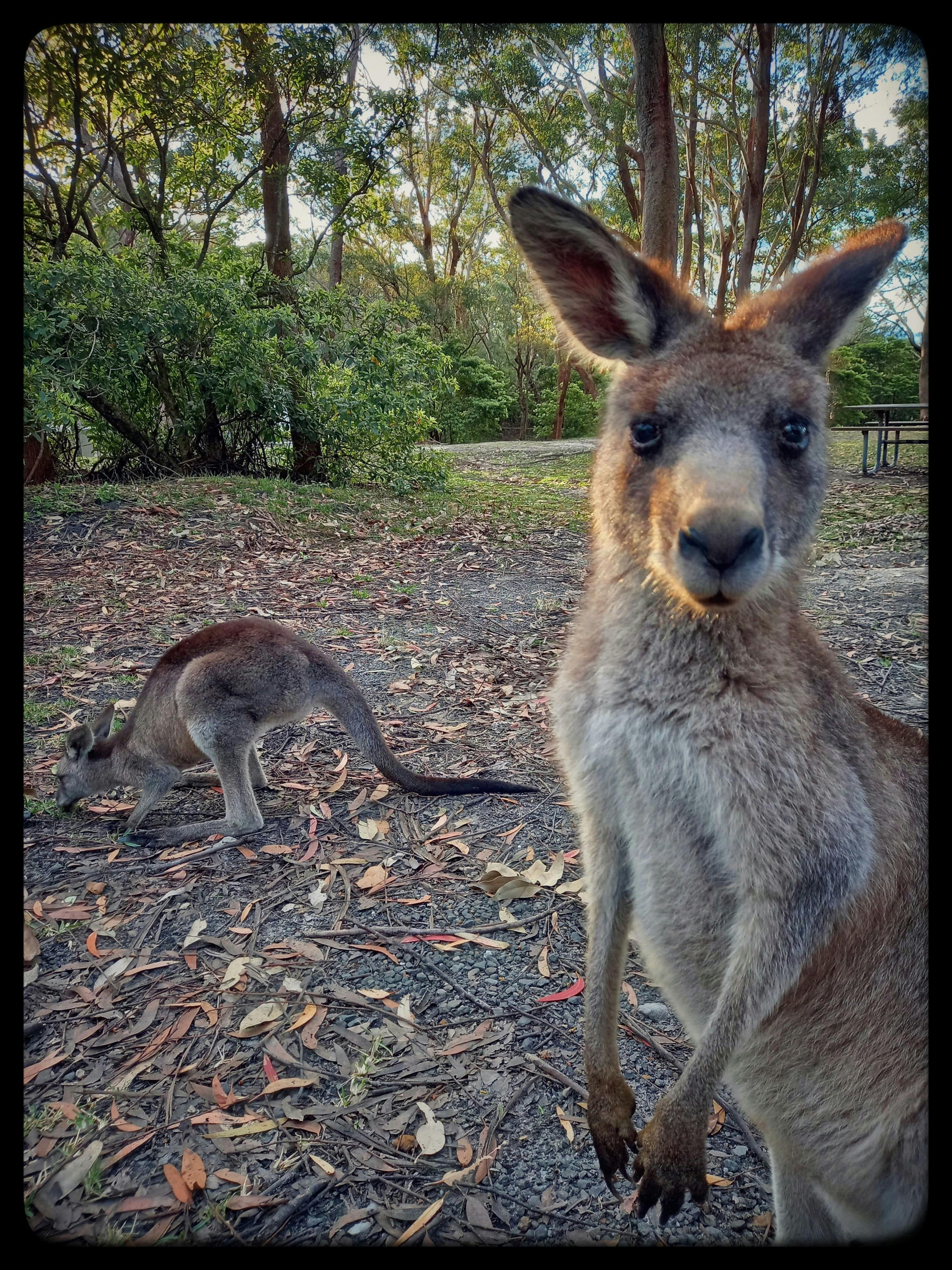 Local Kangaroos