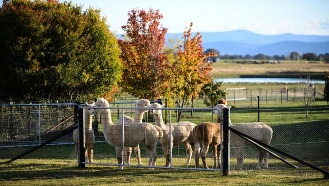 Blackwattle Alpaca Farm
