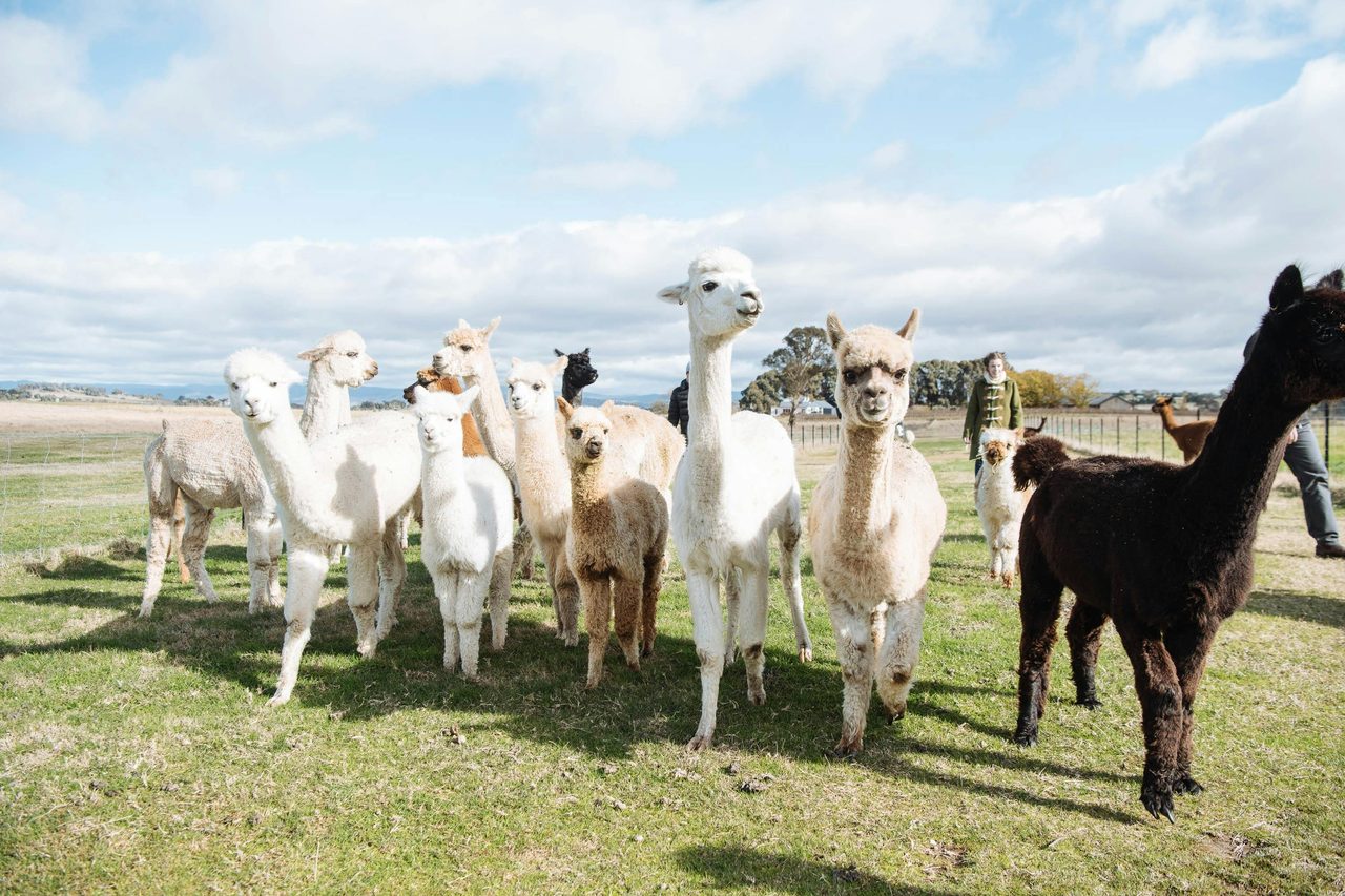 Our herd