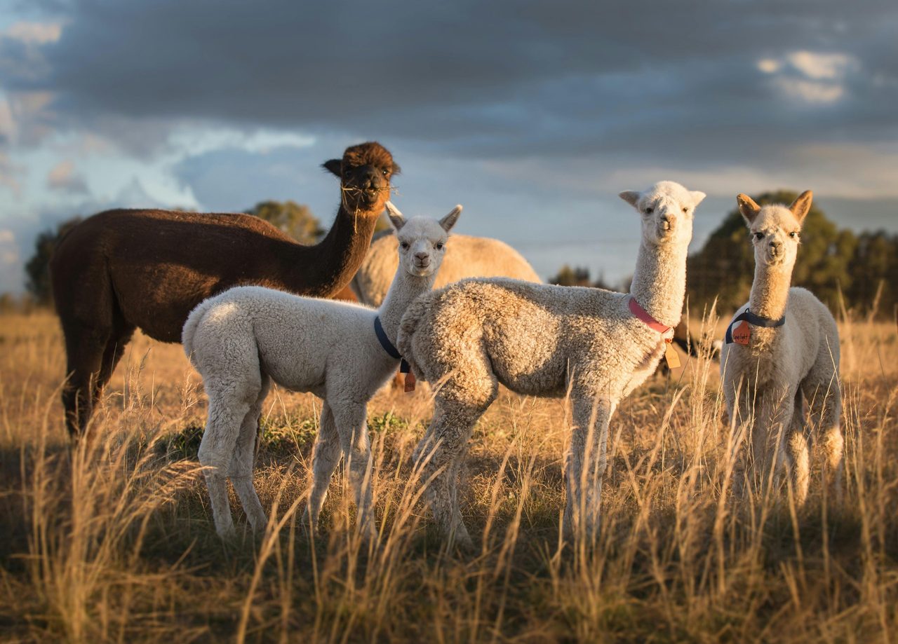 Baby Alpacas in paddock