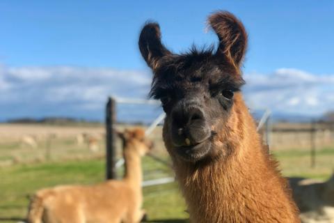 Blackwattle Alpaca Farm