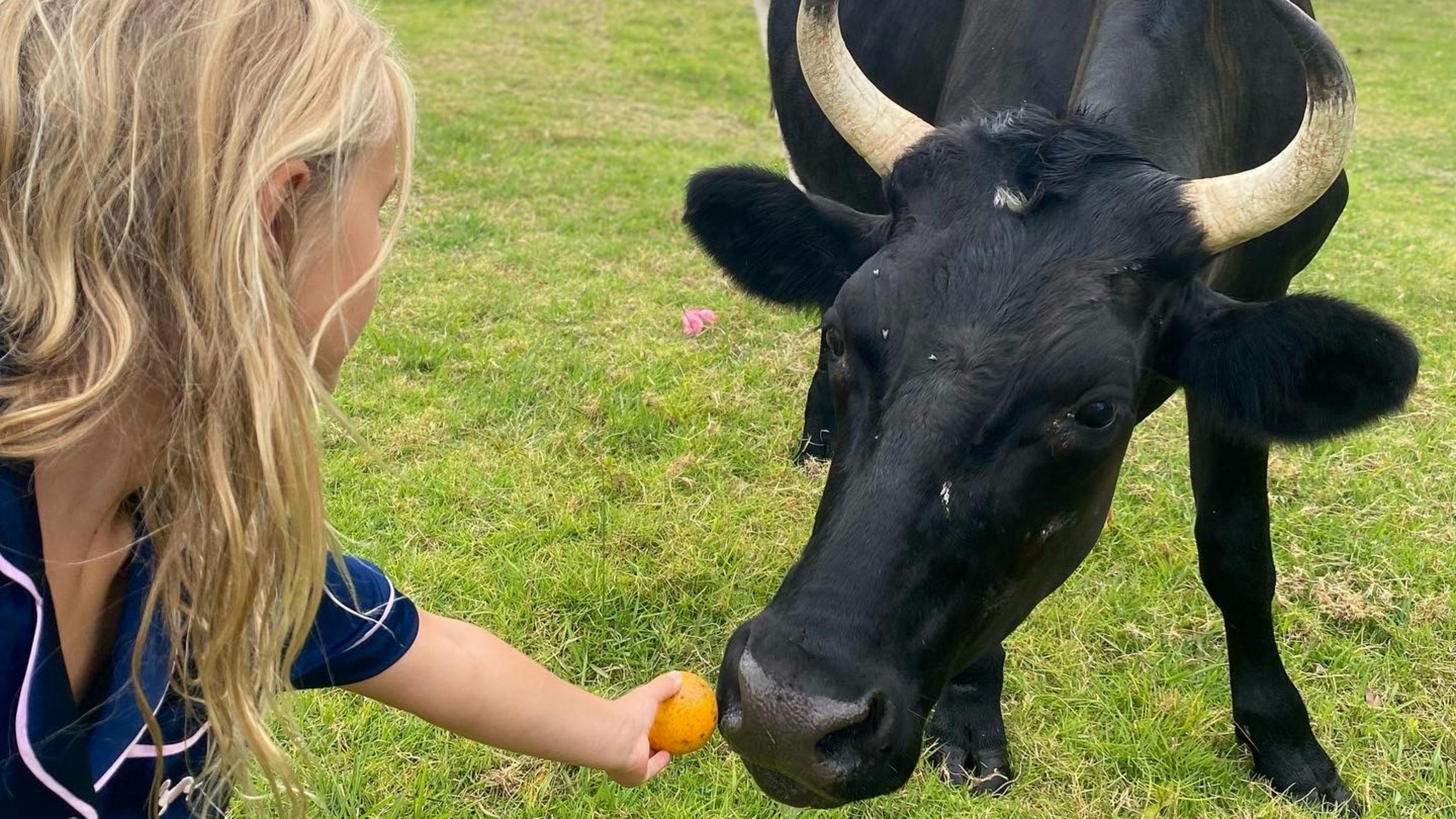 Bellinger River Camping